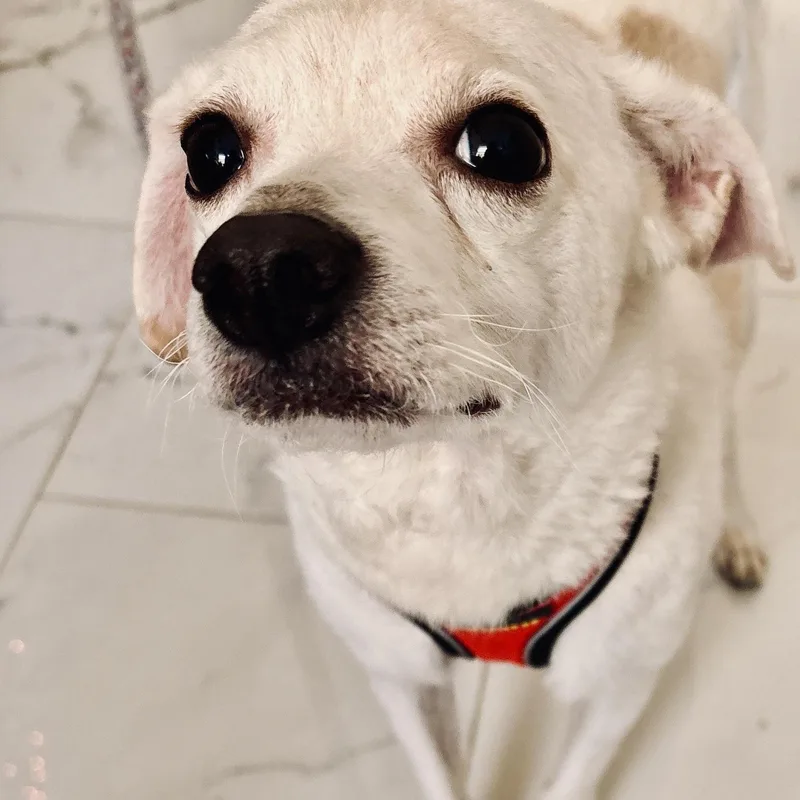 Coco thumbnail 3