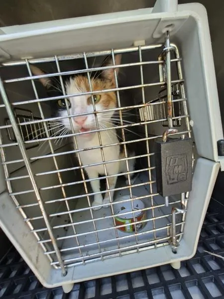 An adult medium-sized female Domestic Short Hair cat named If  Sally for adoption in Lawrenceville, GA