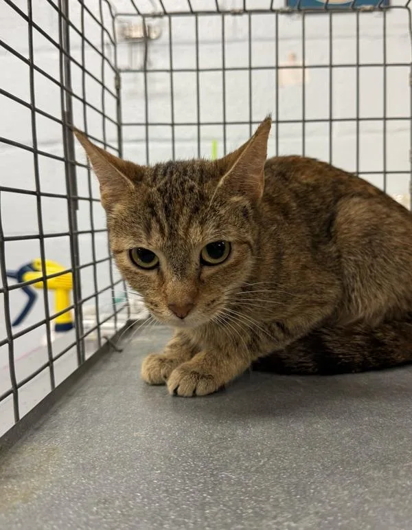 A young small-sized female Domestic Short Hair cat named Ann for adoption in Millersville, MD