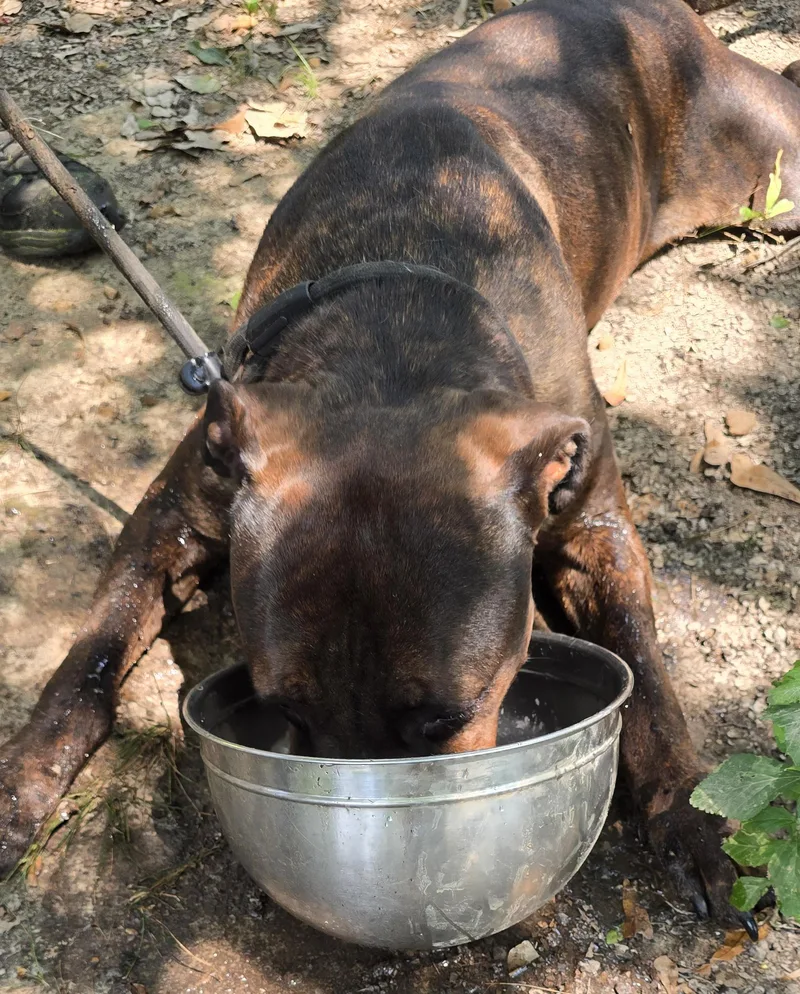 A young large-sized male Brindle Cane Corso dog named Jerome for adoption in Arlington, TN