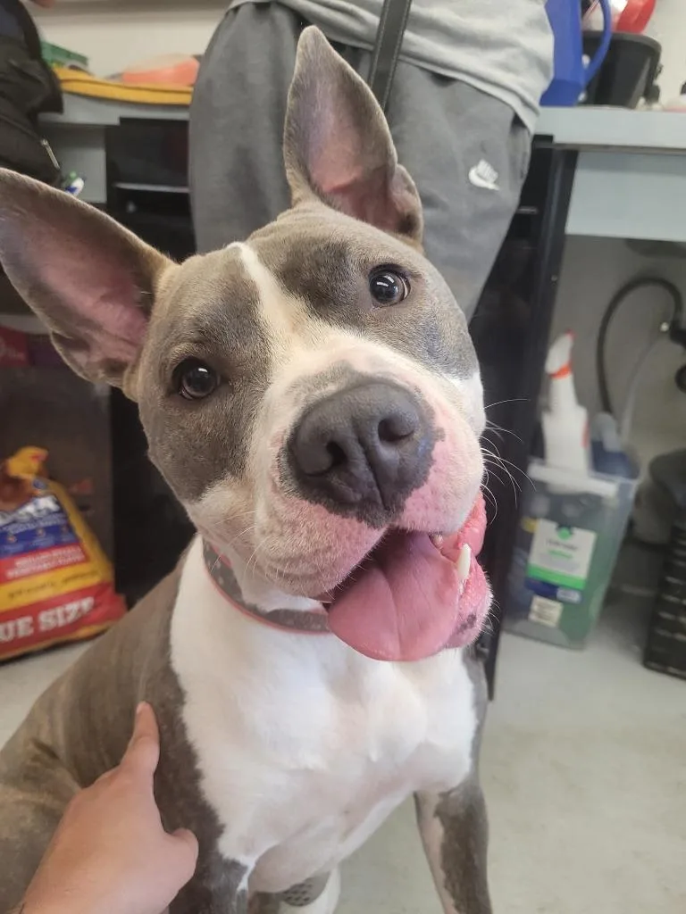 An adult medium-sized female Pit Bull Terrier dog named Pepper for adoption in New Kensington, PA