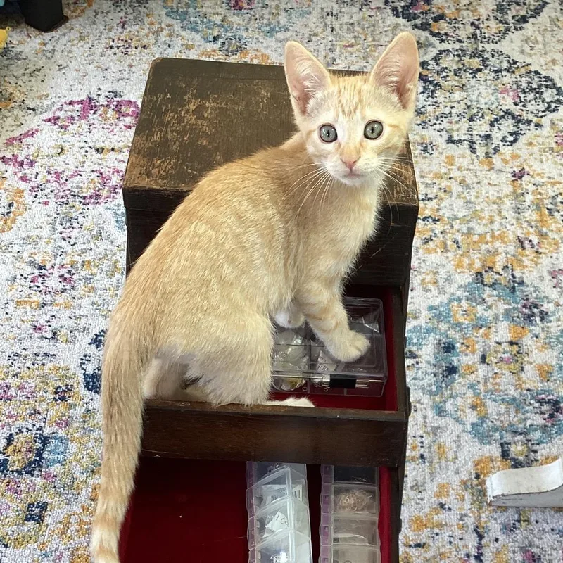 A baby small-sized male Orange / Red Domestic Short Hair cat named Shark for adoption in Los Angeles, CA