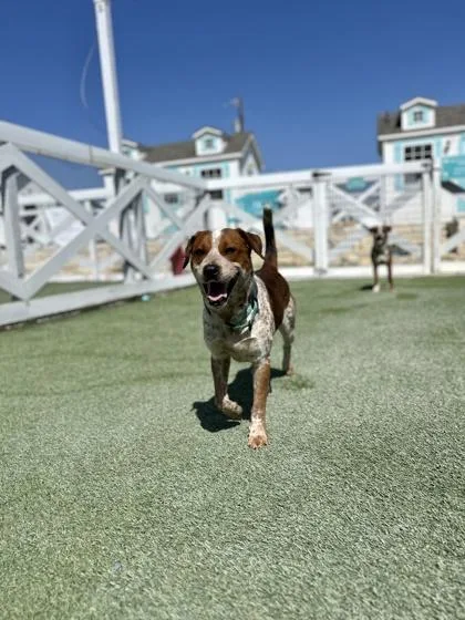 An adult medium-sized male Fox Terrier dog named Pillsbury for adoption in Fort Worth, TX