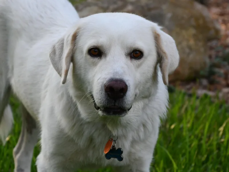 An adult large-sized male Great Pyrenees dog named Boyfriend for adoption in San Antonio, TX