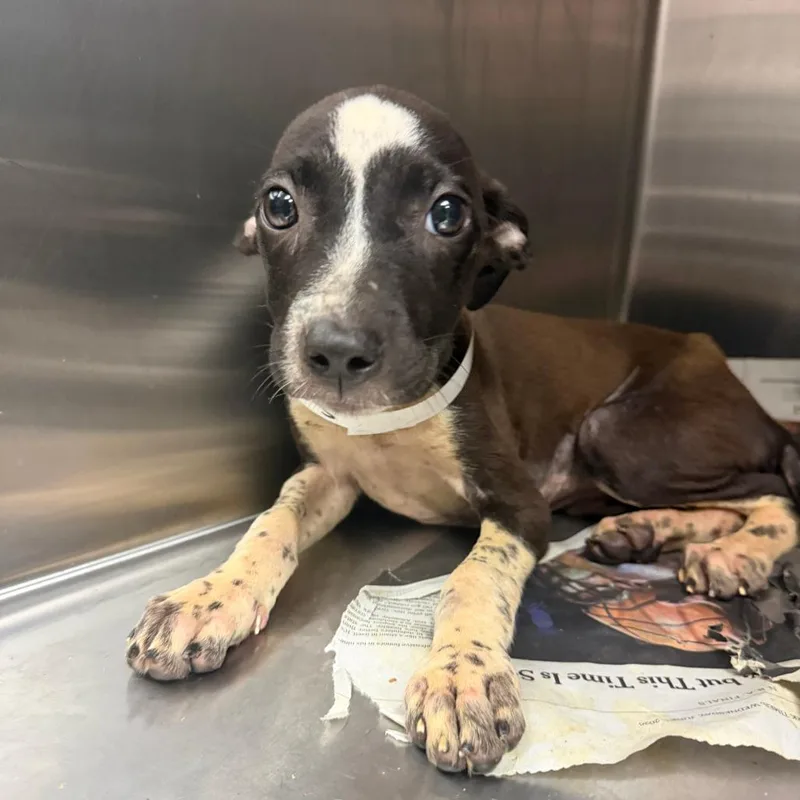 A baby medium-sized female Black Mixed Breed dog named Sapphire for adoption in Springboro, OH