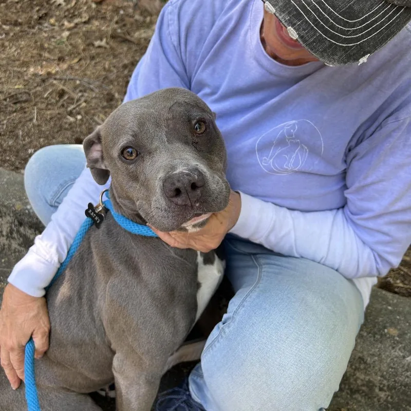 An adult medium-sized female Gray / Blue / Silver Mixed Breed dog named Purrple for adoption in Columbus, GA