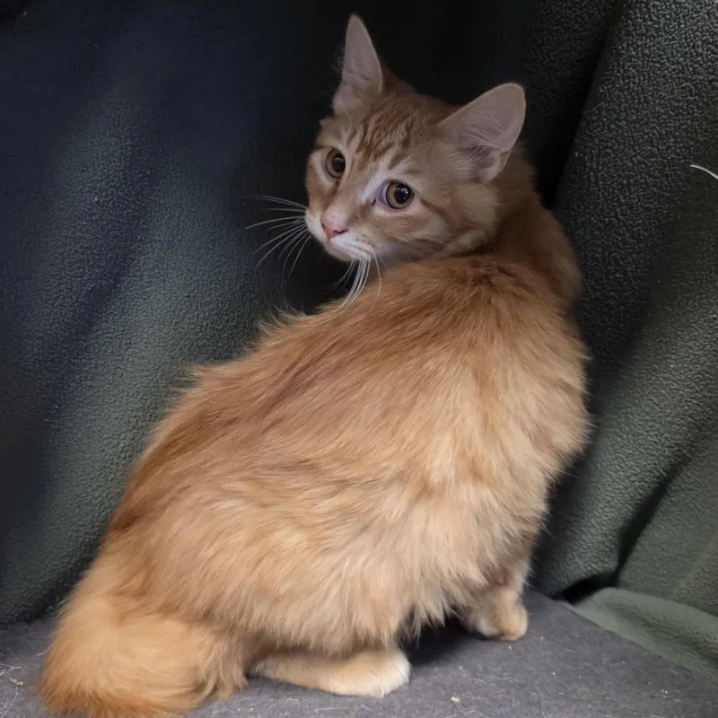 A baby medium-sized male Tabby (Orange / Red) Domestic Medium Hair cat named Hopper for adoption in Lowell, AR