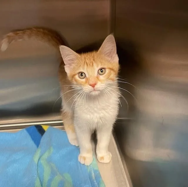 A young medium-sized male Tabby (Orange / Red) Domestic Short Hair cat named Guuppie for adoption in Prudenville, MI