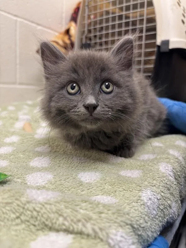 A baby small-sized male Domestic Long Hair cat named Street Light for adoption in Santa Rosa, CA