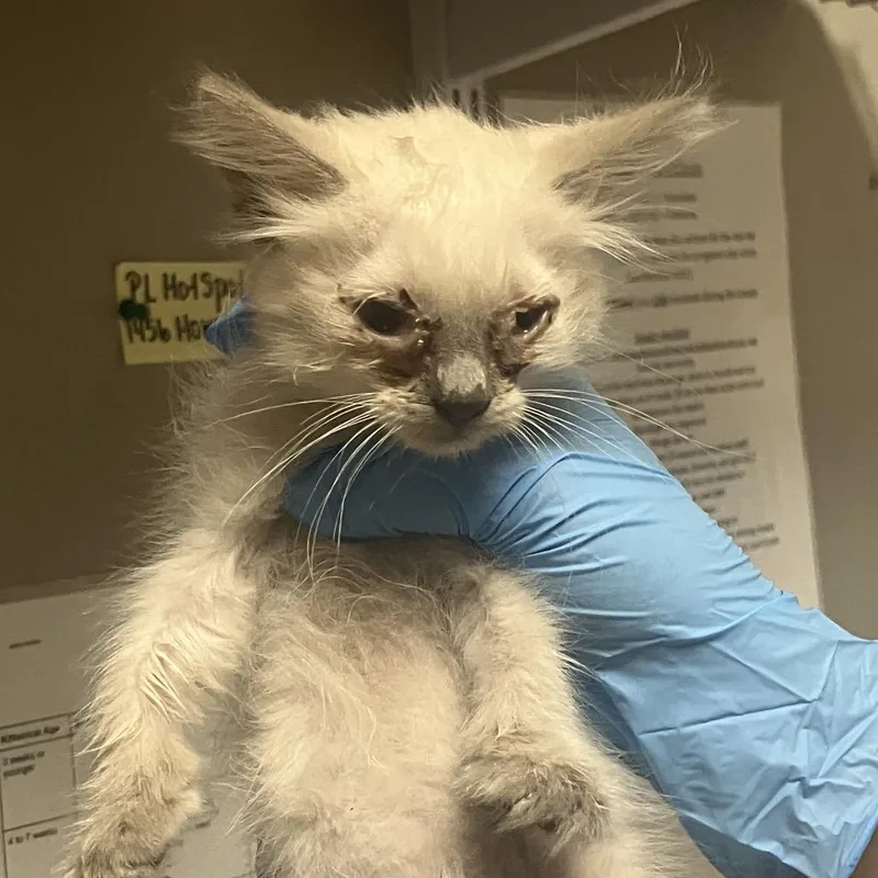 A baby small-sized female Domestic Short Hair cat named Ghostie for adoption in Yuma, AZ