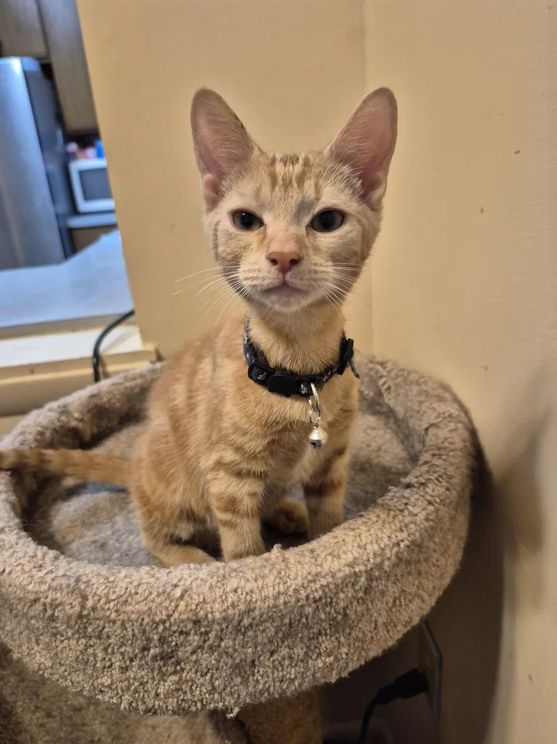 A baby medium-sized male Orange / Red Domestic Short Hair cat named Cheeto for adoption in Ocean Pines, MD