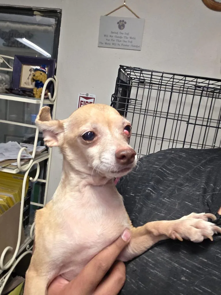 A young small-sized male Chihuahua dog named Sylvester for adoption in Pahrump, NV
