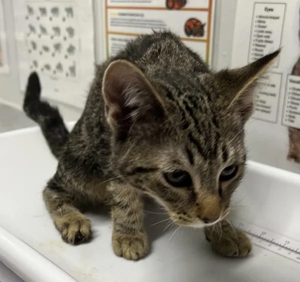A young medium-sized female Domestic Short Hair cat named McNally for adoption in Escondido, CA