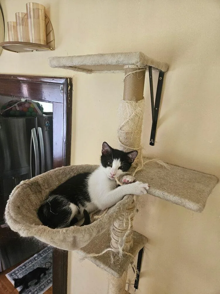 A baby small-sized male Black & White / Tuxedo Domestic Short Hair cat named Bart for adoption in West Mifflin, PA