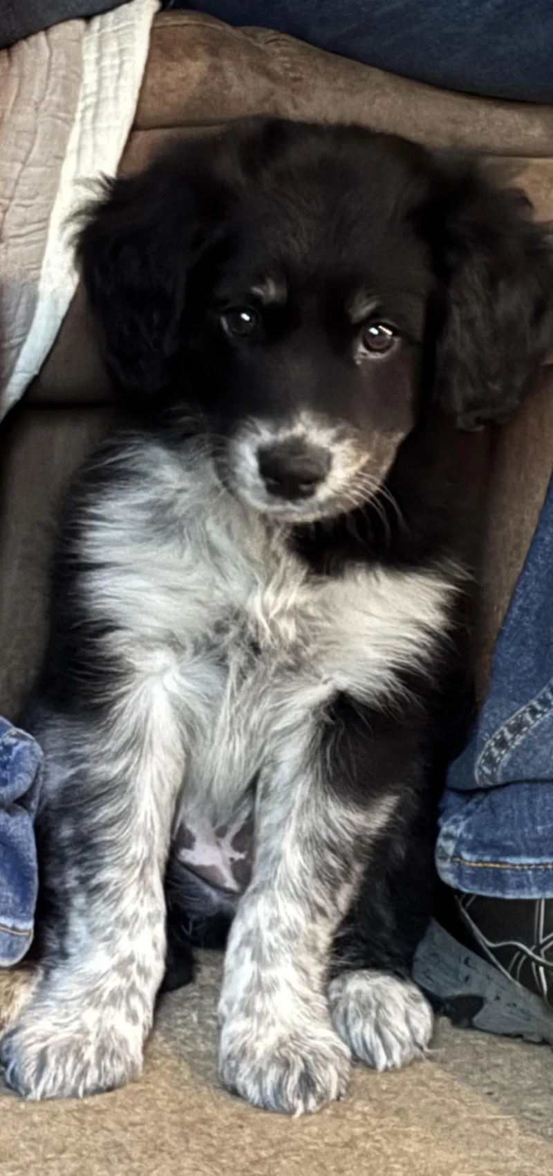 A baby medium-sized female Black Labradoodle dog named Luma for adoption in Watertown, CT
