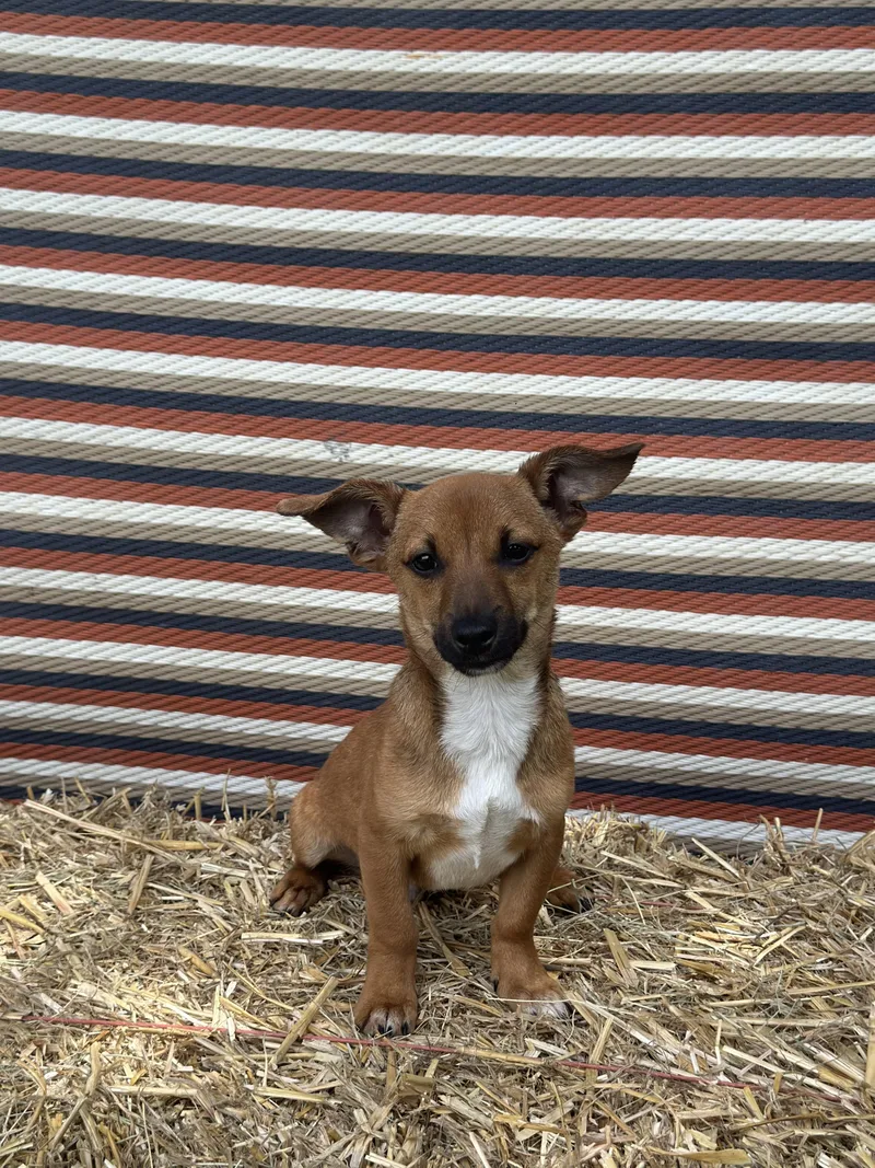 A baby small-sized male Dachshund dog named Woody for adoption in Parrish, FL