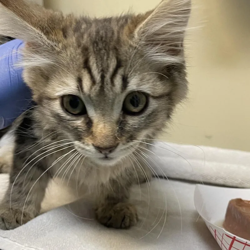 A baby small-sized female Brown / Chocolate Domestic Medium Hair cat named Beatrix for adoption in Pasadena, CA