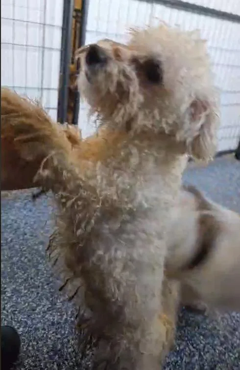 An adult small-sized male Bichon Frise dog named Yuki for adoption in Warren, MI