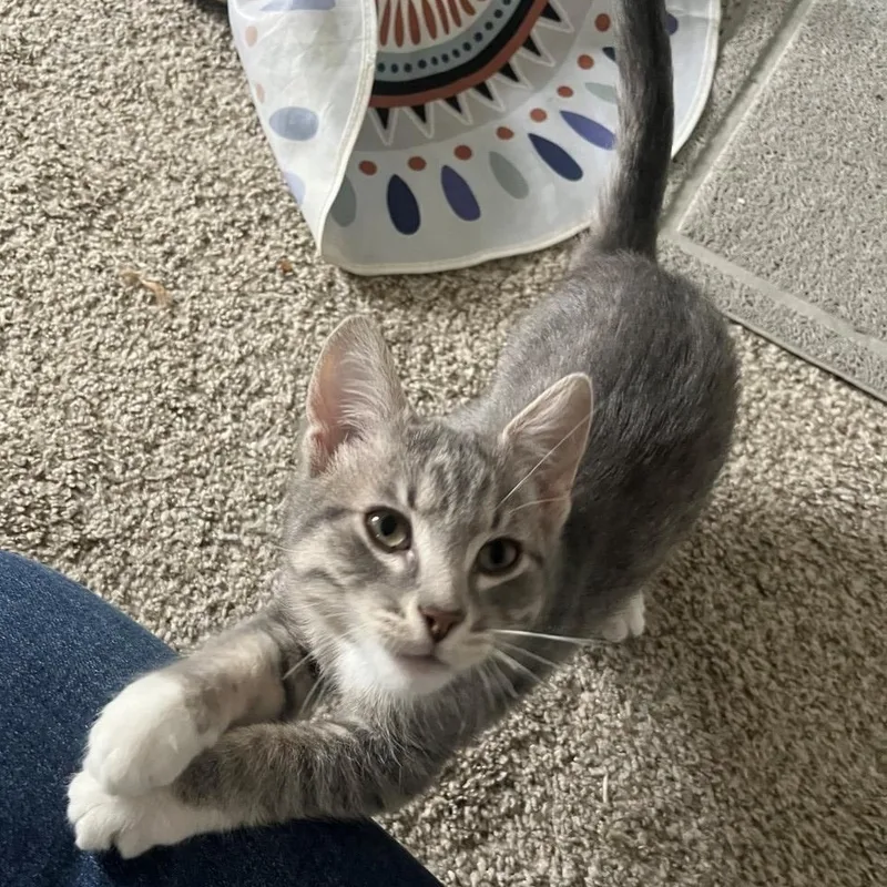 A baby small-sized male Tabby (Gray / Blue / Silver) Domestic Short Hair cat named Brody James for adoption in Morrison, CO