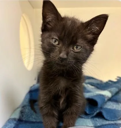 A baby small-sized female Domestic Short Hair cat named Willie for adoption in Madison, NJ