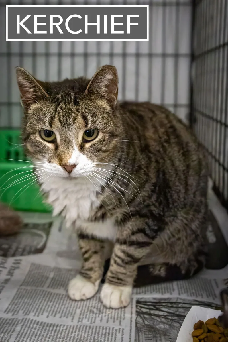 Kerchief thumbnail 2