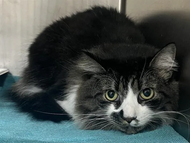An adult medium-sized male Domestic Long Hair cat named Rio for adoption in Upper Marlboro, MD