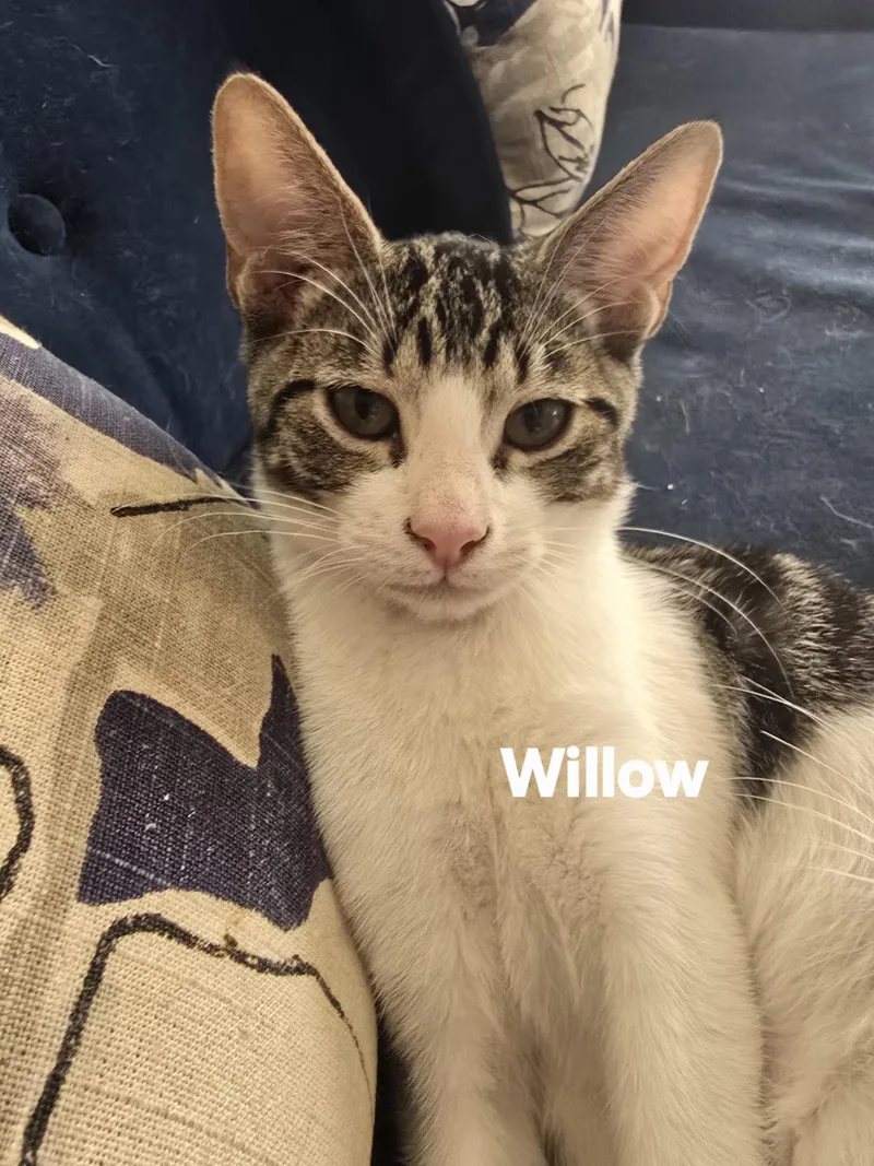 A baby medium-sized female Gray & White Domestic Short Hair cat named Willow for adoption in Vacaville, CA