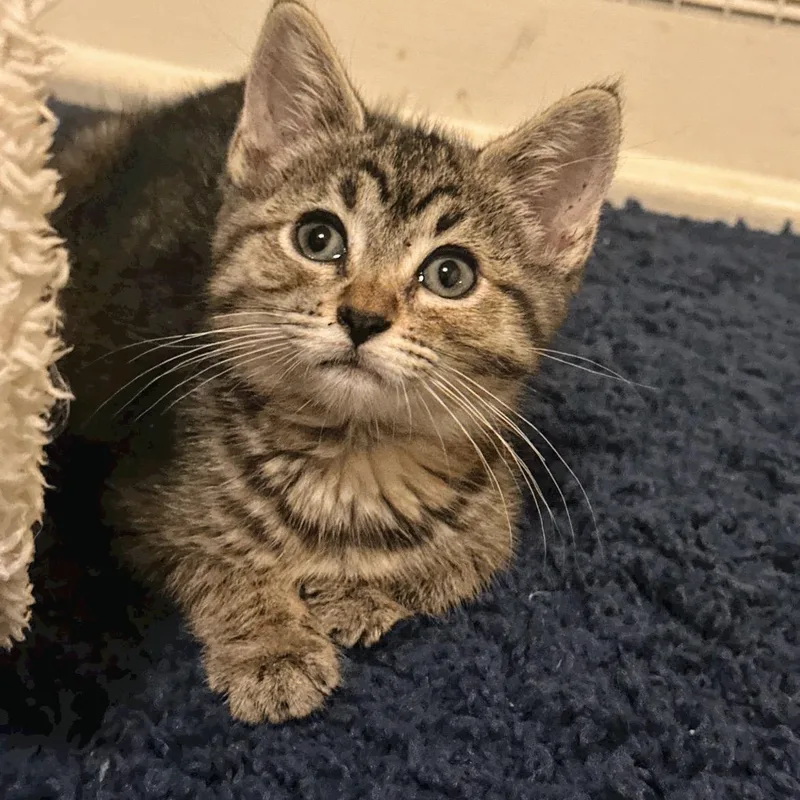 A baby small-sized female Tabby (Brown / Chocolate) Domestic Short Hair cat named Millie for adoption in Reeseville, WI