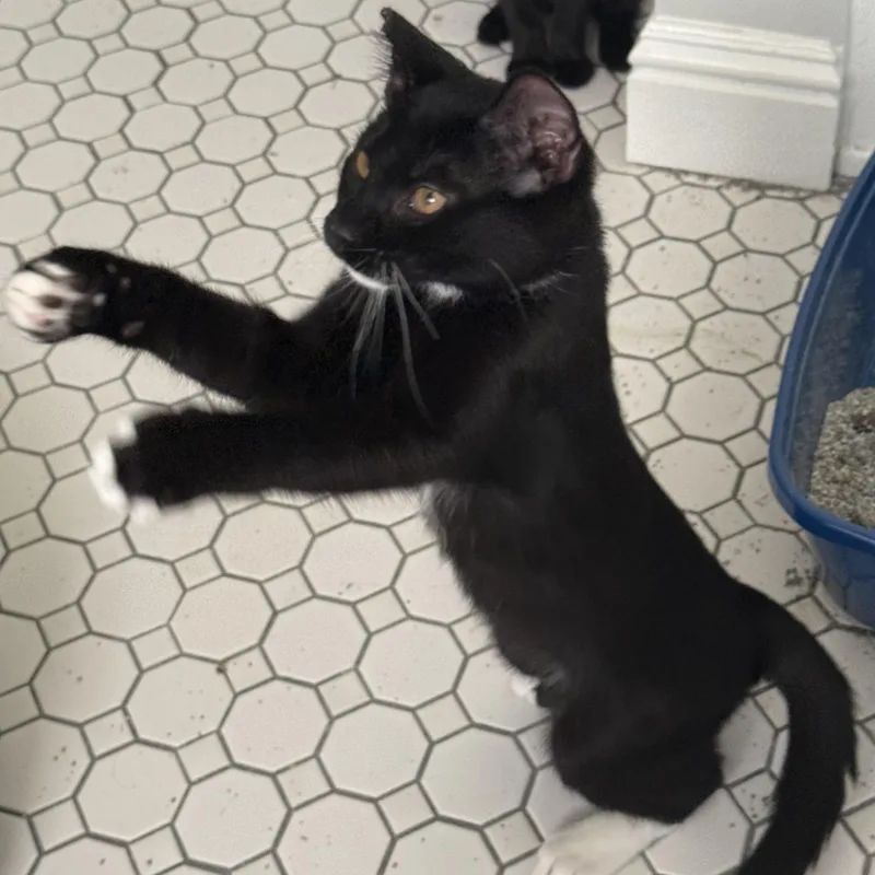 A baby medium-sized male Black Domestic Short Hair cat named Whiskers for adoption in San Francisco, CA
