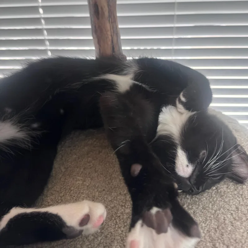 Whiskers thumbnail 3