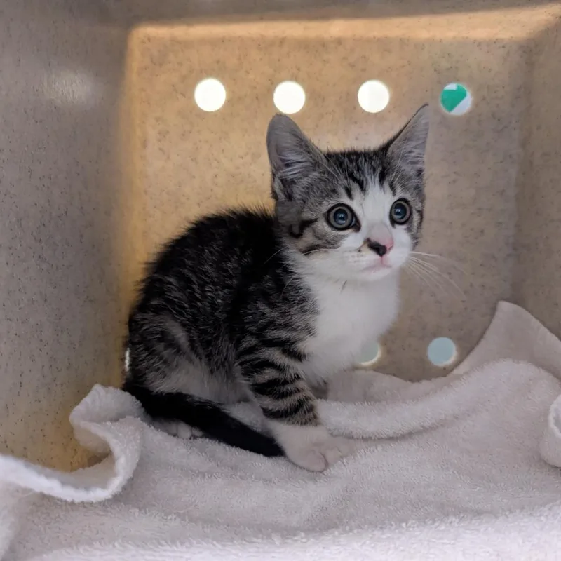 A baby small-sized male Gray / Blue / Silver Domestic Short Hair cat named Name Unknown for adoption in Pasadena, CA