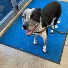 An adult large-sized male Gray / Blue / Silver Cattle Dog dog named Smithers for adoption in York, PA