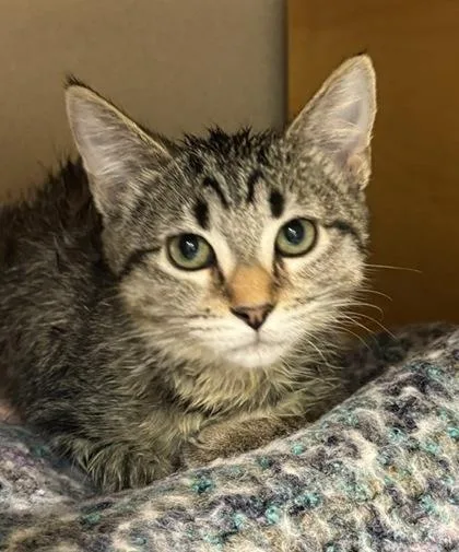 A baby small-sized female Domestic Short Hair cat named Tammy for adoption in Bellevue, WA