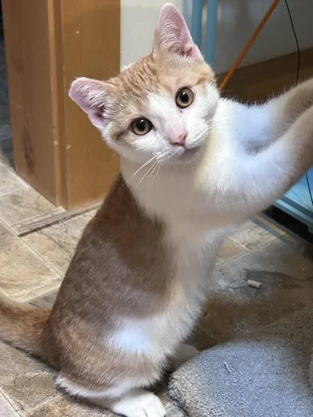 A baby medium-sized male Orange & White Domestic Short Hair cat named Prince for adoption in Springfield, OR