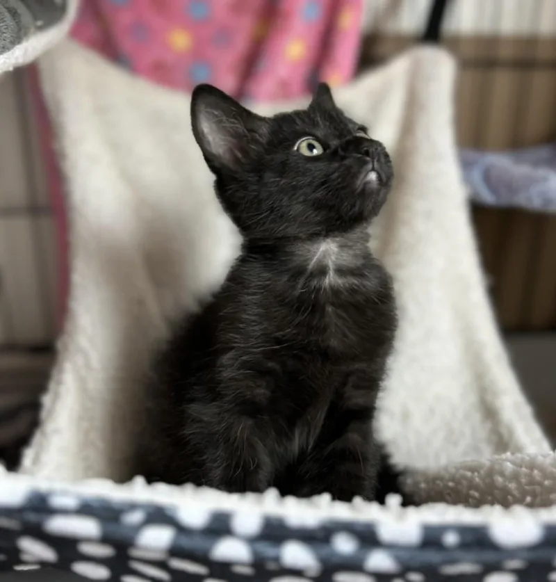 A baby small-sized male Domestic Short Hair cat named Moonlight for adoption in Santa Cruz, CA
