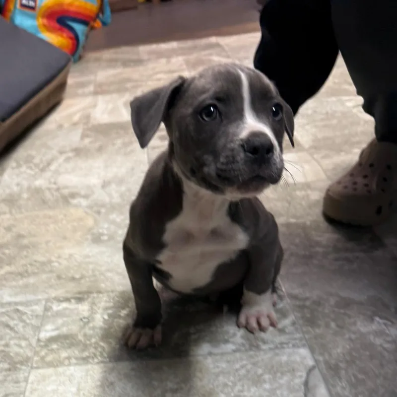 A baby small-sized male Gray / Blue / Silver English Bulldog dog named Male for adoption in Homer, NY