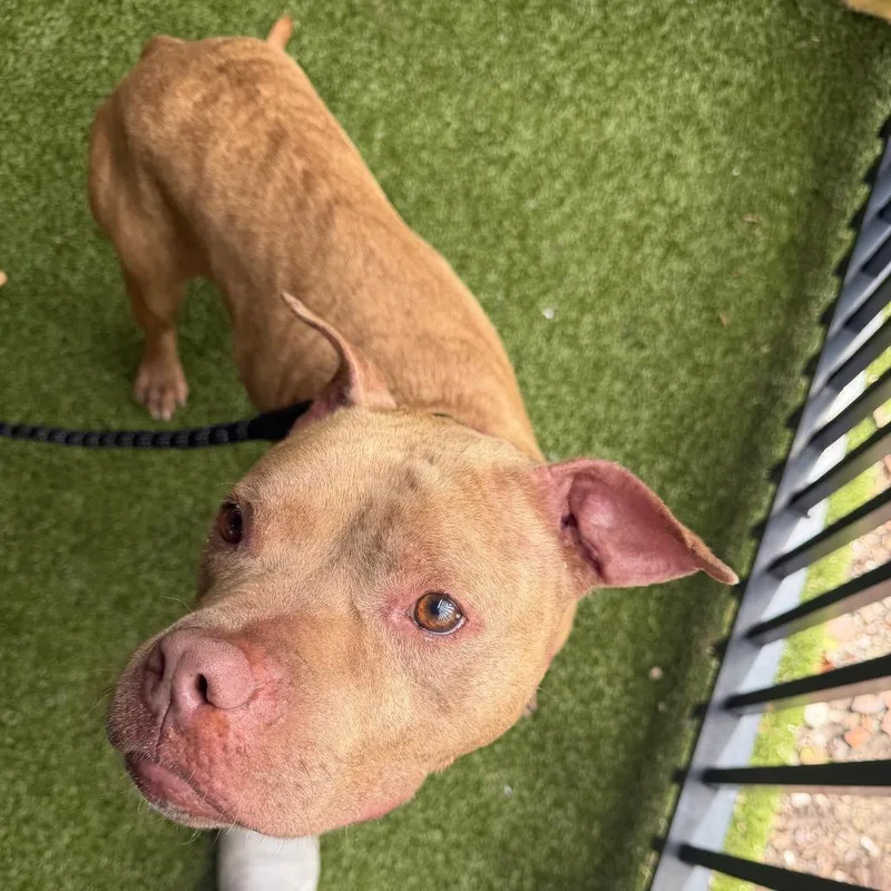 An adult medium-sized male Yellow / Tan / Blond / Fawn Terrier dog named Budderball for adoption in West Palm Beach, FL