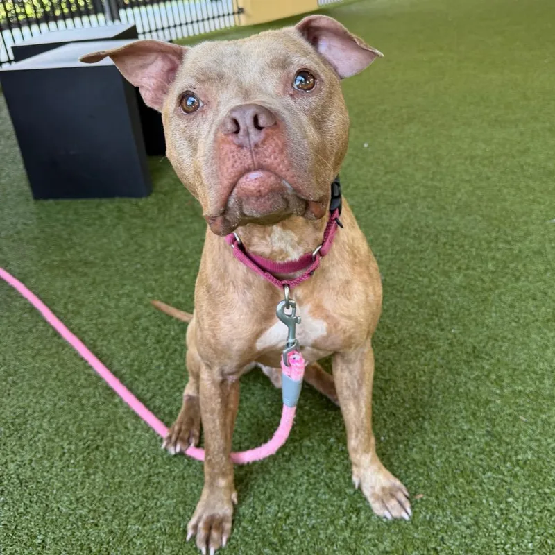 Budderball thumbnail 3