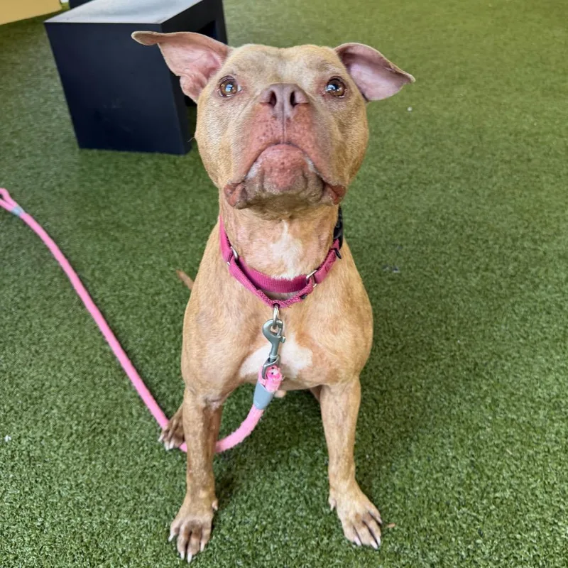 Budderball thumbnail 4