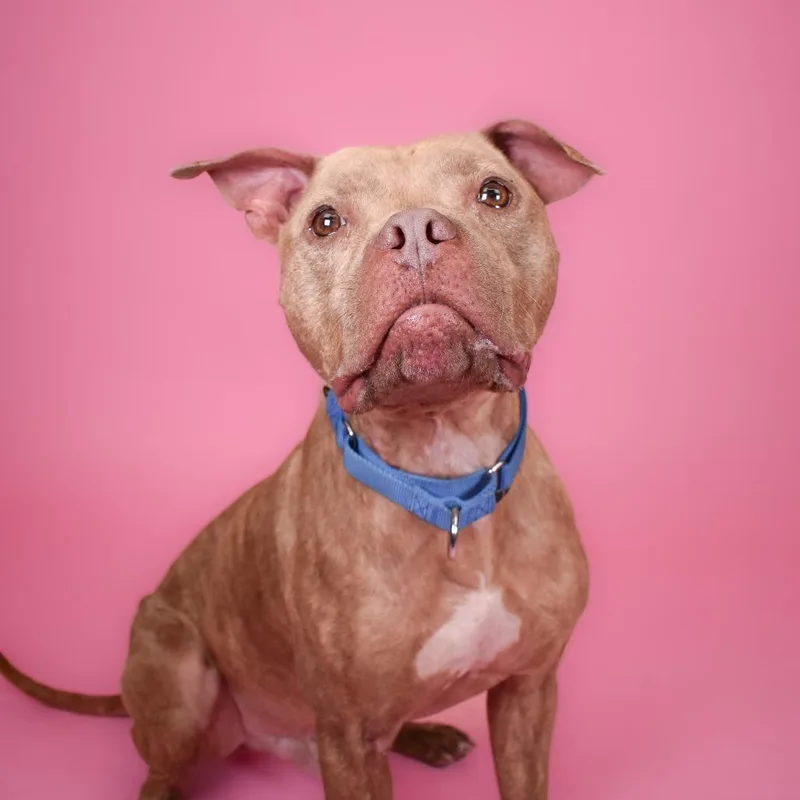 Budderball thumbnail 5