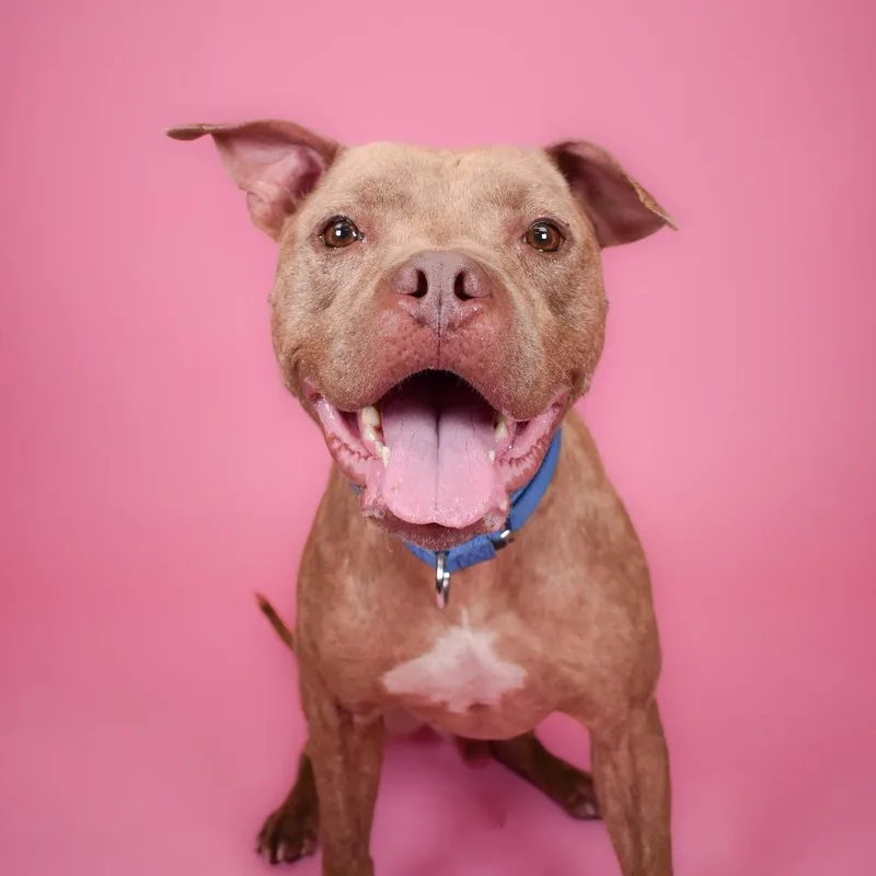 Budderball thumbnail 6