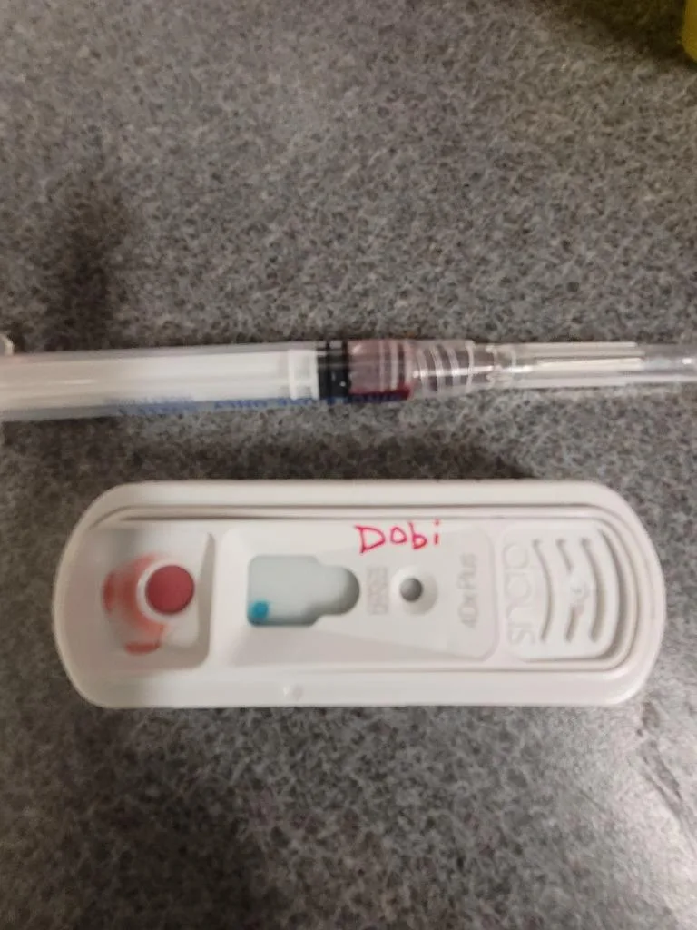 A baby large-sized female Pit Bull Terrier dog named Dobi for adoption in Hopkinsville, KY