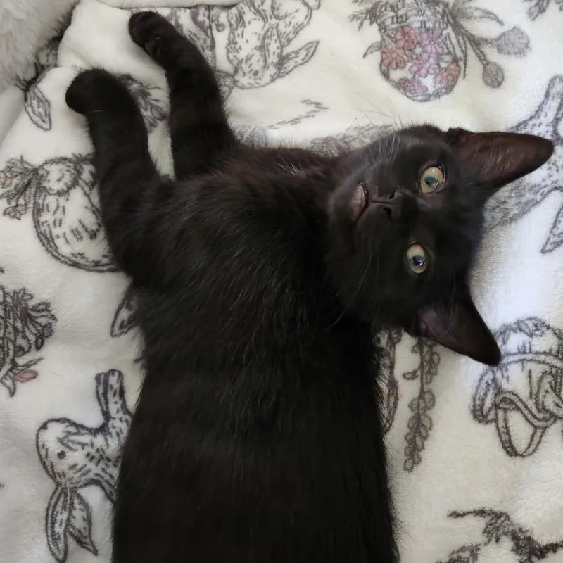 A young medium-sized female Black Domestic Short Hair cat named Octavia for adoption in Akron, OH
