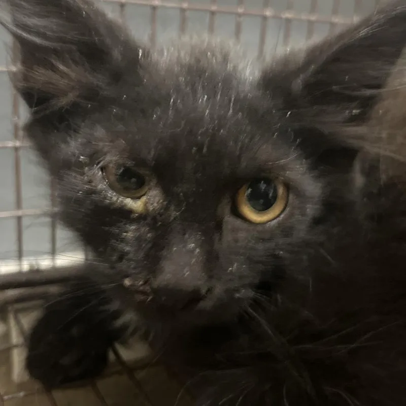 A baby small-sized male Black Domestic Short Hair cat named Afro for adoption in Yuma, AZ