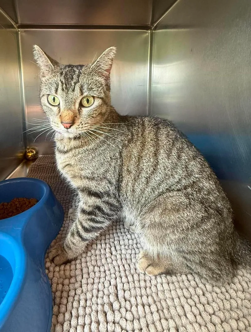 An adult medium-sized female Tabby (Brown / Chocolate) Domestic Short Hair cat named Zara for adoption in Maryville, MO
