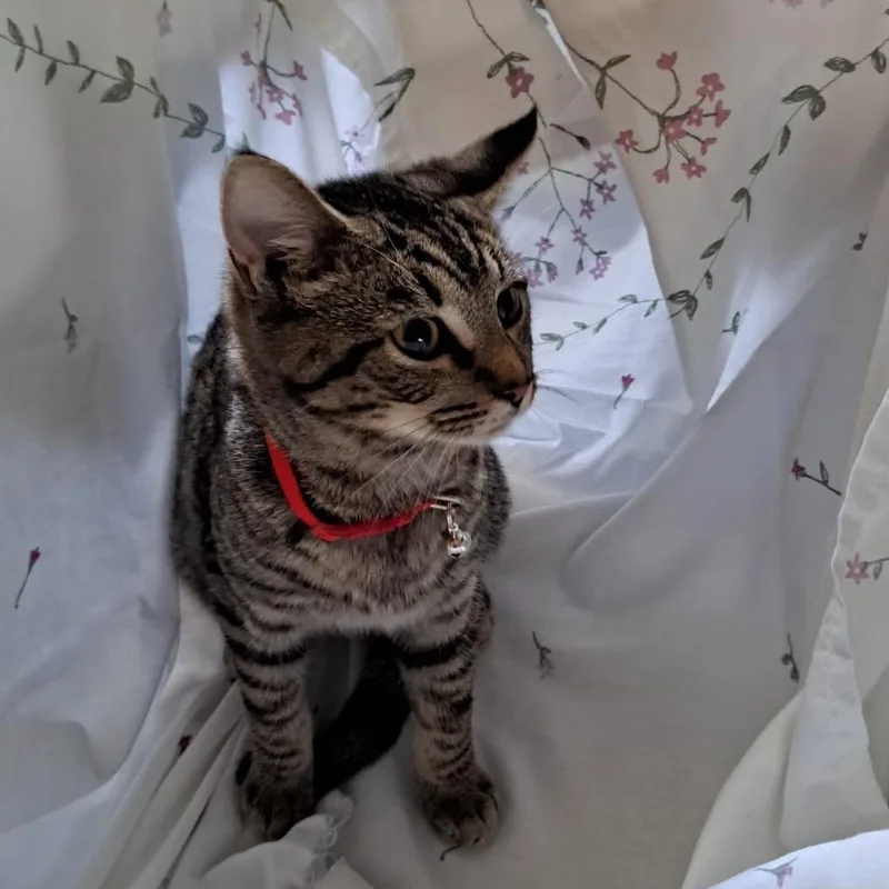 A young medium-sized male Tabby (Brown / Chocolate) Domestic Short Hair cat named Alastor for adoption in Allison Park, PA