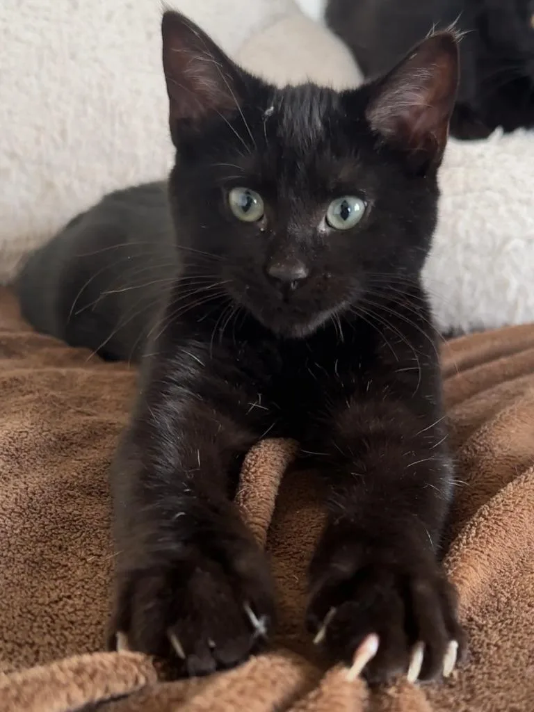 Billy  Zoey thumbnail 4