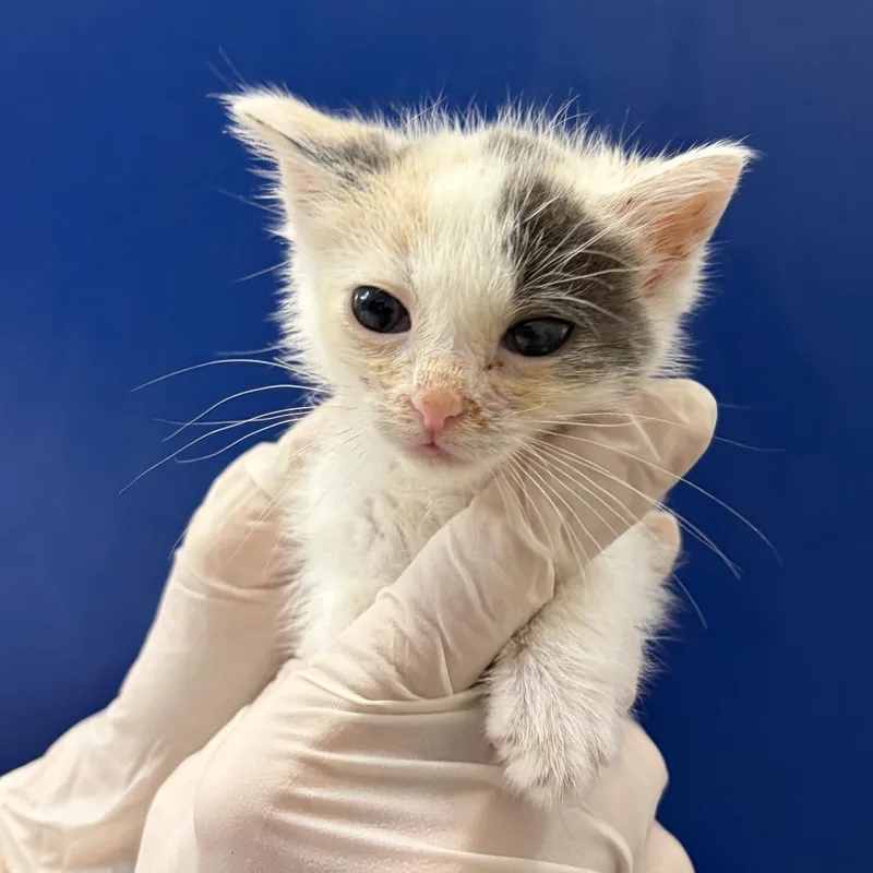 A baby small-sized female Calico Domestic Short Hair cat named Clementine June for adoption in Long Beach, CA