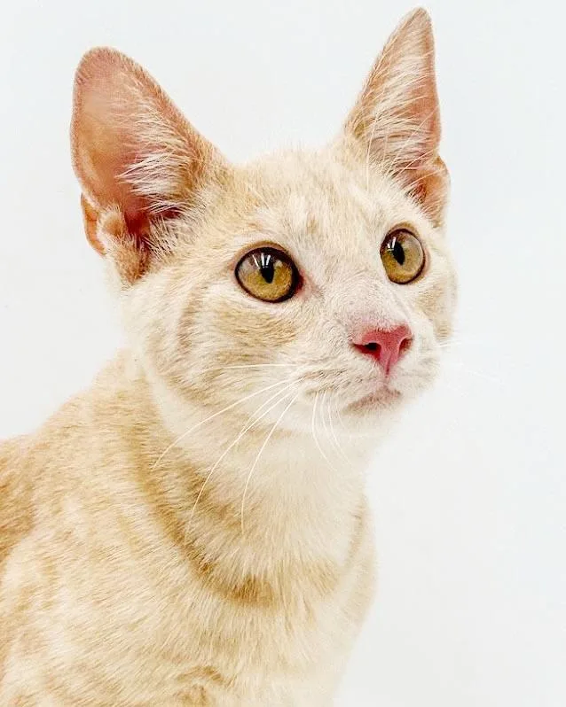 A baby small-sized male Tabby cat named Colorado He is for adoption in Bedford Hills, NY