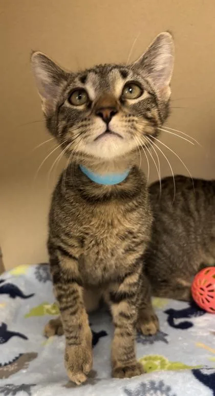 A baby medium-sized male Domestic Short Hair cat named Downey I AM for adoption in East Brookfield, MA